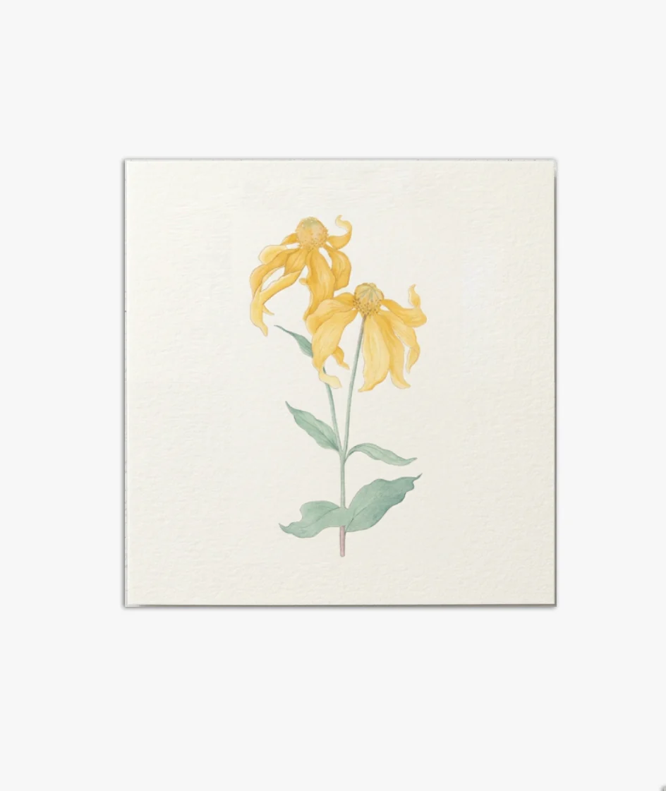 תמונה ממוזערת 1